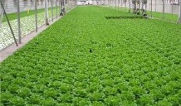 爆料养虾大棚视频播放,视频曝光养殖过程与奥秘